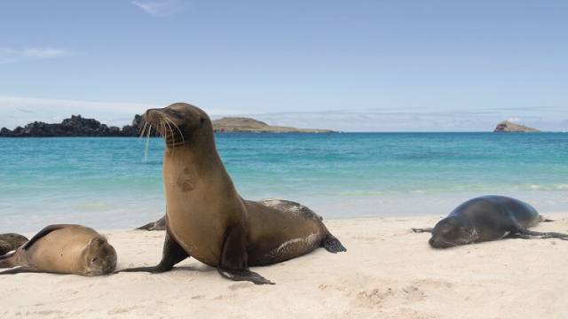 <strong>Faszination Anden</strong> & Galpagos